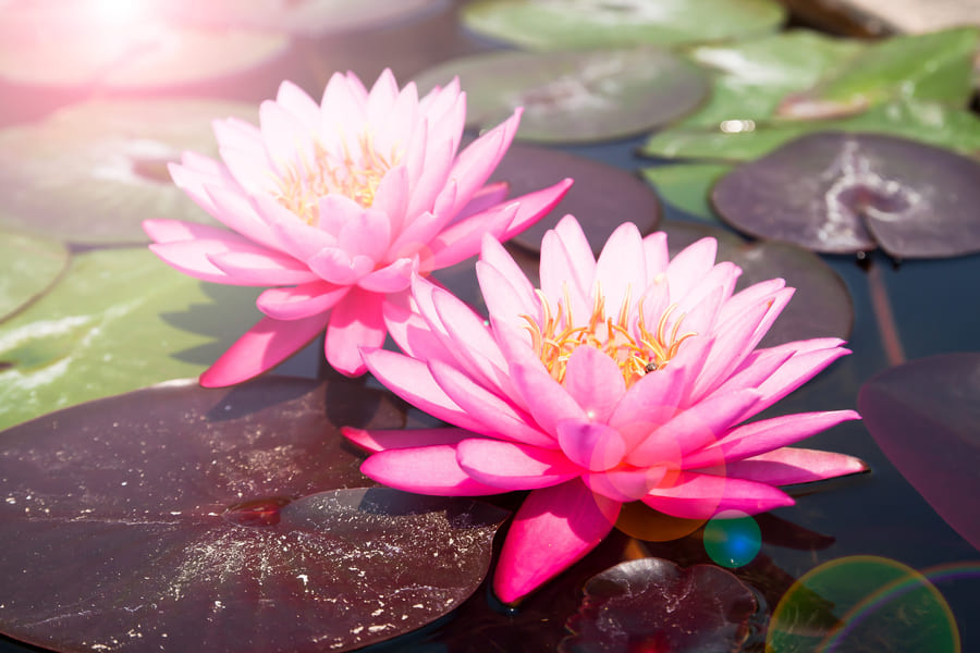 pink-lotus-beautiful-waterlily-with-sunlight-flare (1).jpeg