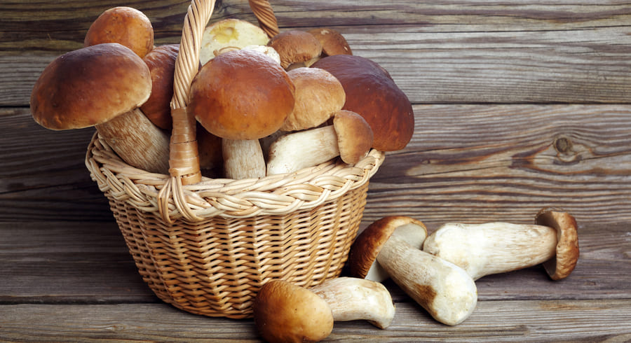 Чем полезны белые грибы для организма