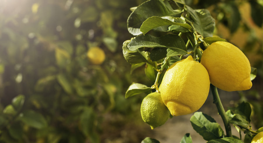 Je možné jíst citron se slupkou
