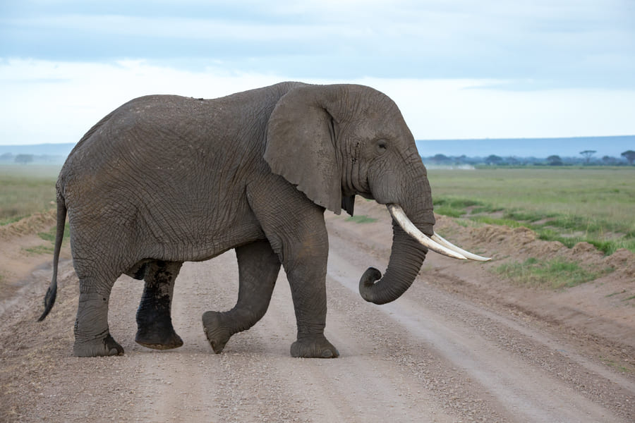 elephant-savannah-national-park-kenya (1).jpeg