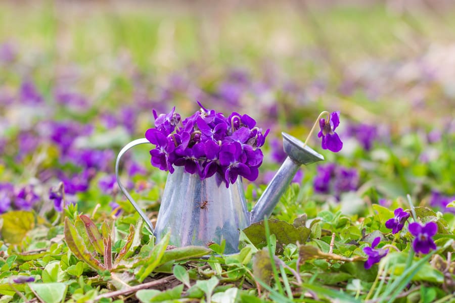 bouquet-fragrant-forest-violets-watering-can-green-meadow-spring-morning-close-up (1).jpeg