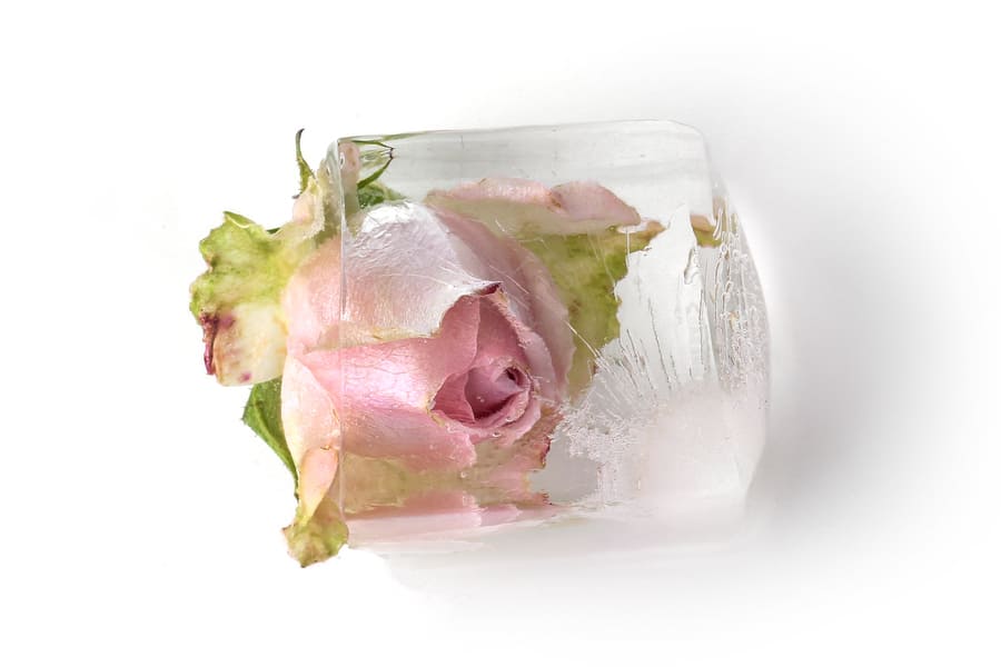 frozen-rose (1).jpeg