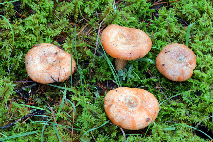 Где растут рыжики грибы